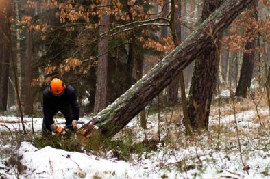 Fell Trees